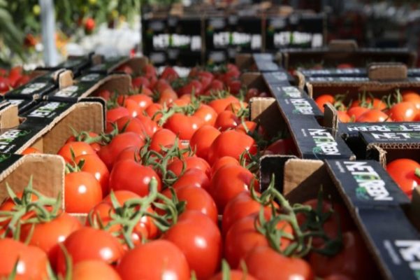 Çmimi i domates vetëm rritet, shkak rënia e prodhimit dhe eksporti