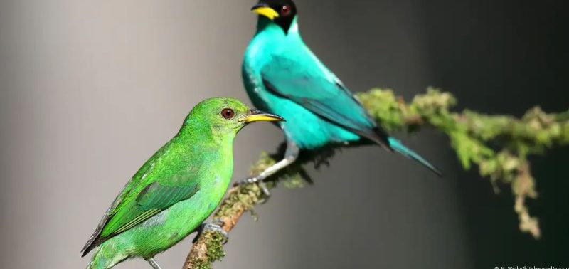 E rrallë, zogu gjysmë femër gjysmë mashkull filmohet në natyrë pas 100 vitesh