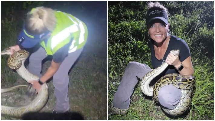 Pitonët “pushtojnë” Floridën, gjuetarët profesionist paguhen për të kapur gjarpërinjtë