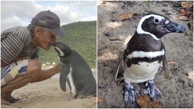 Historia emocionuese/ Ky pinguin noton çdo vit 8000 kilometra për të takuar peshkatarin që i shpëtoi jetën